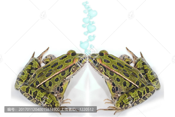 吻青蛙