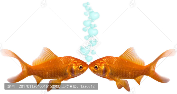 金魚的愛