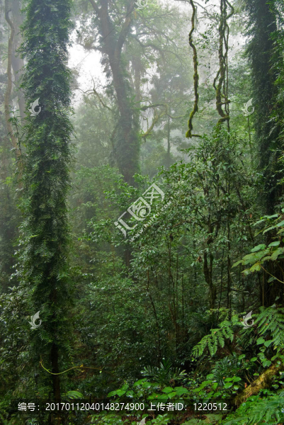 雨林
