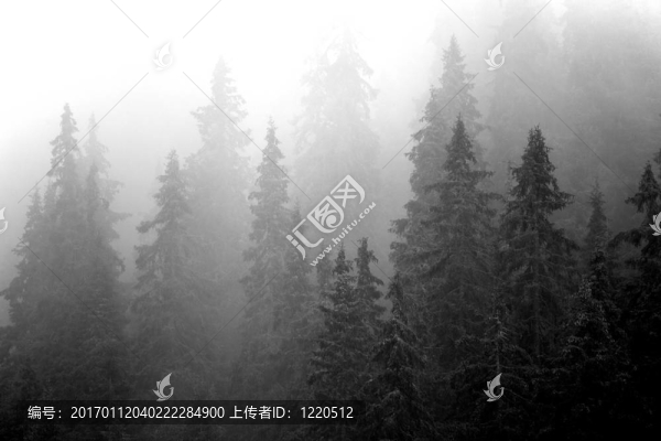 迷霧森林