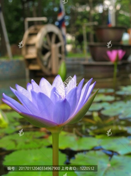 藍(lán)蓮花