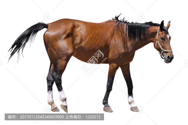 孤立的馬