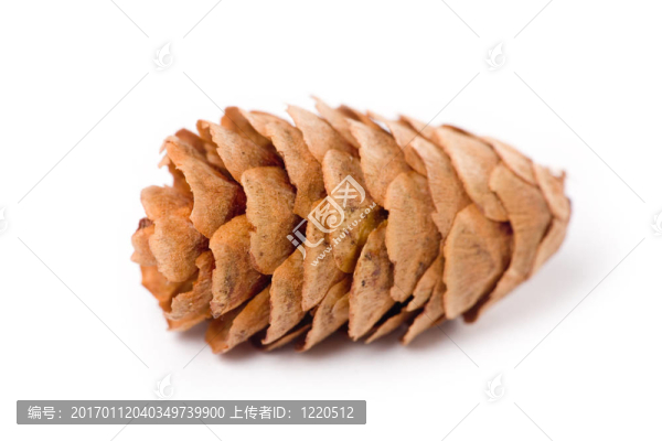 松樹的球果