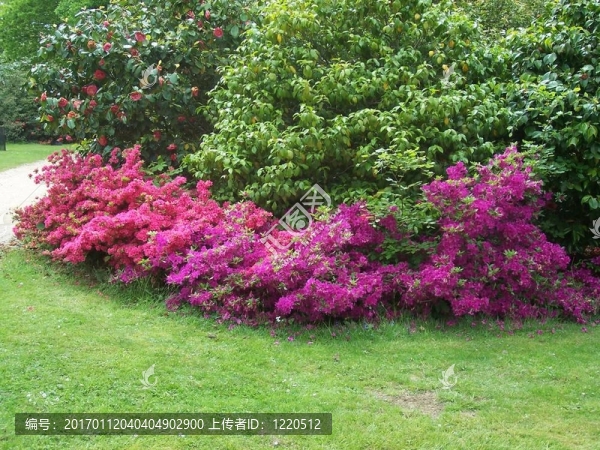 花園