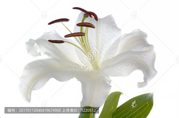 白百合