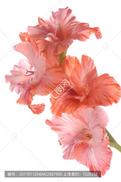 唐菖蒲