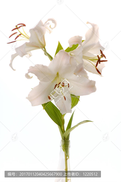 圣母百合