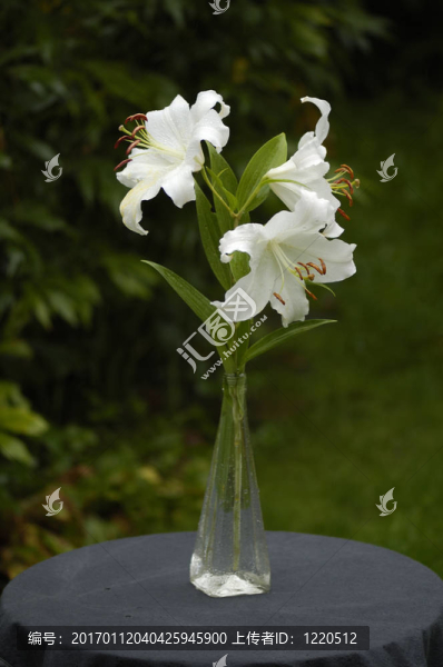 雨中的白色百合花