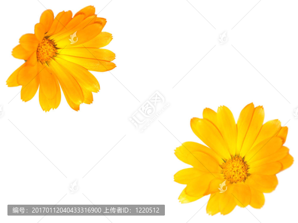 金盞花