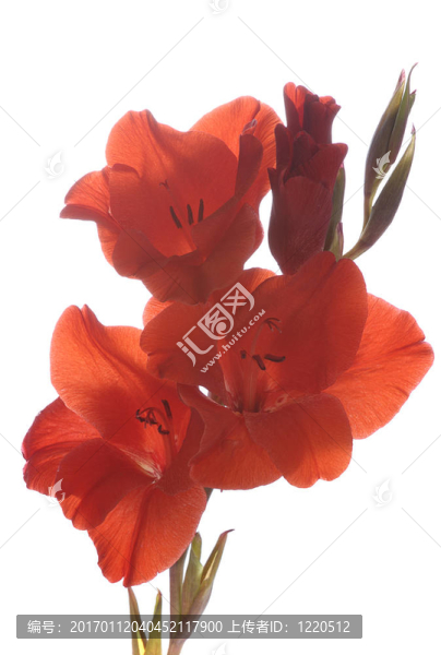 紅色的劍蘭