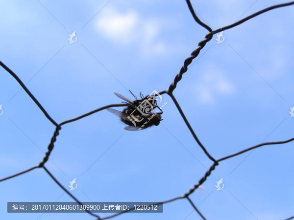 蒼蠅交配-匯圖網(wǎng) www.fosd68.com 蒼蠅交配