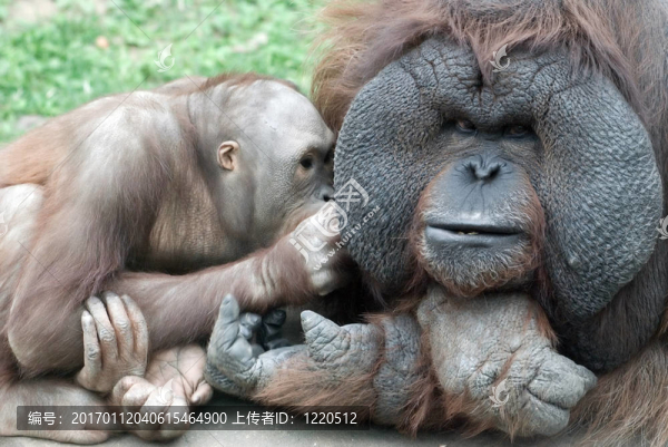 Orang,outang的家人