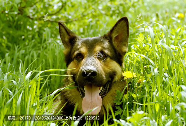 德國(guó)牧羊犬