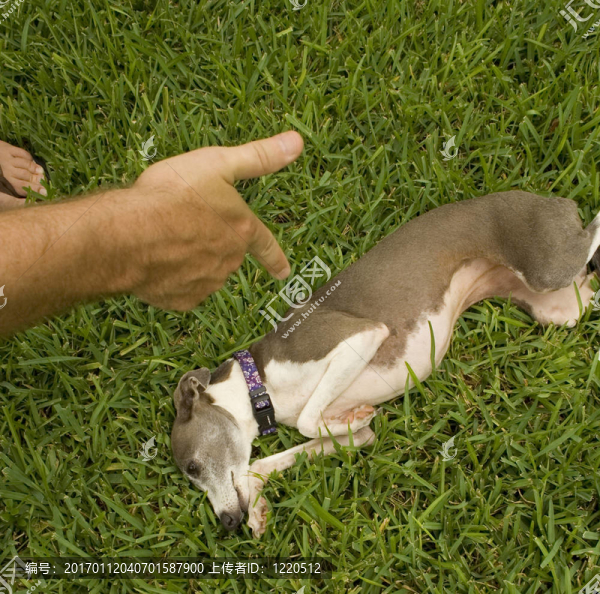 狗的訓(xùn)練-匯圖網(wǎng) www.fosd68.com 狗的訓(xùn)練