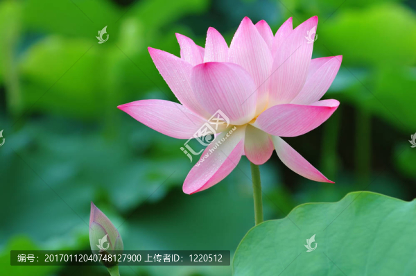 荷花和花蕾