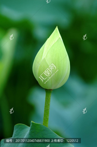 蓮花花蕾