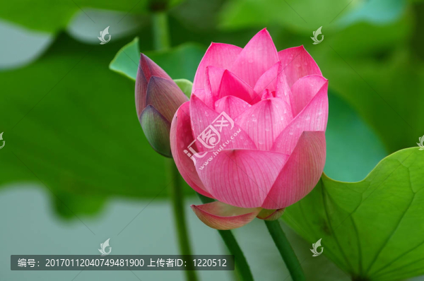 荷花和花蕾
