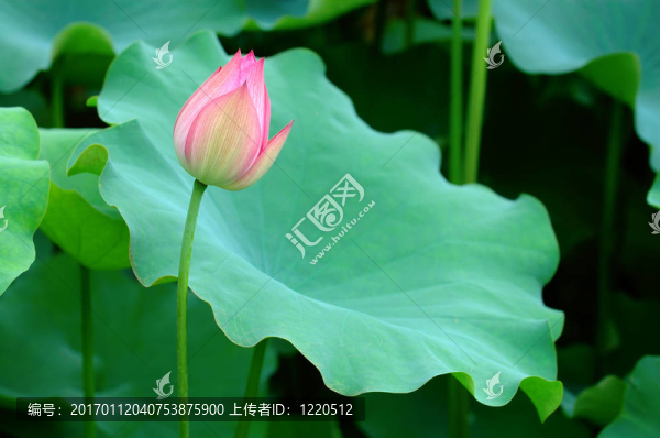 蓮花和巨大的離開墊
