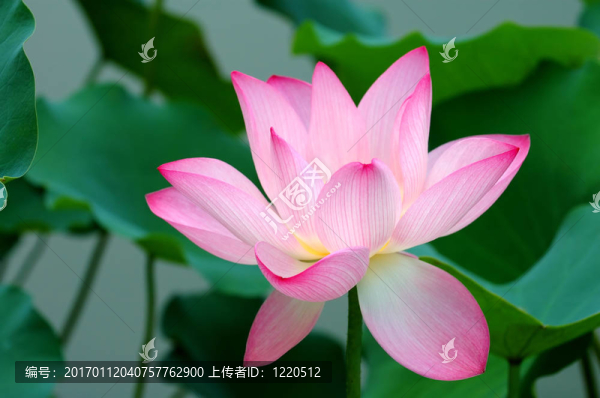 單瓣蓮花
