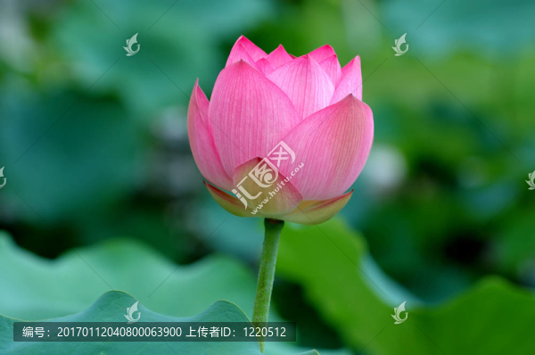蓮花