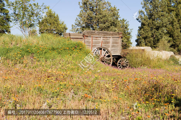 花卉場(chǎng)中的馬車-匯圖網(wǎng) www.fosd68.com 花卉場(chǎng)中的馬車
