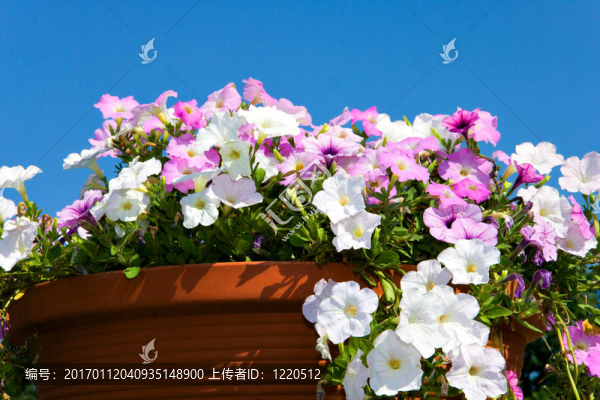 花盆里的花園