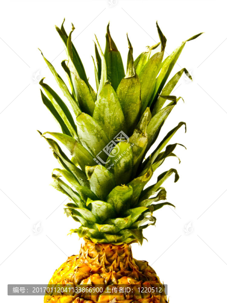 孤立Pineapple,Top
