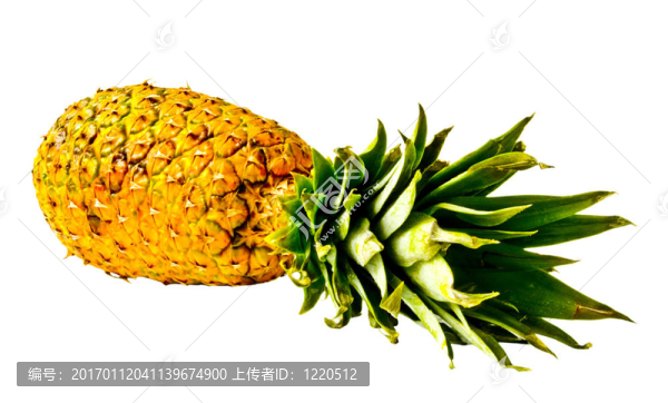 孤立的菠蘿