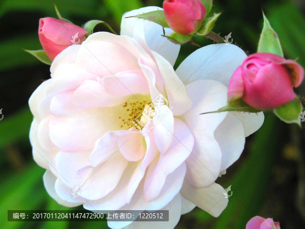 白玫瑰和粉紅花蕾