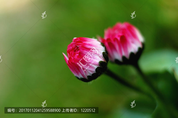 植物區(qū)系