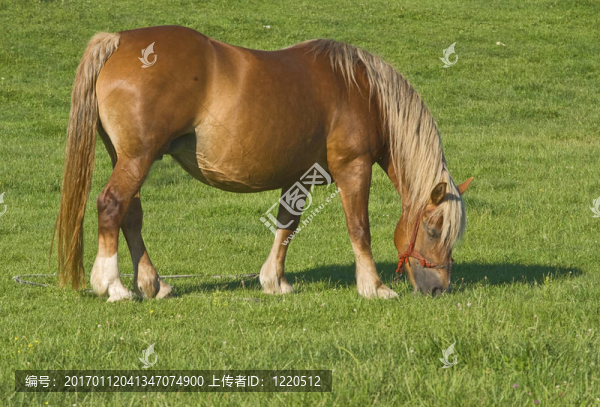 吃草的馬