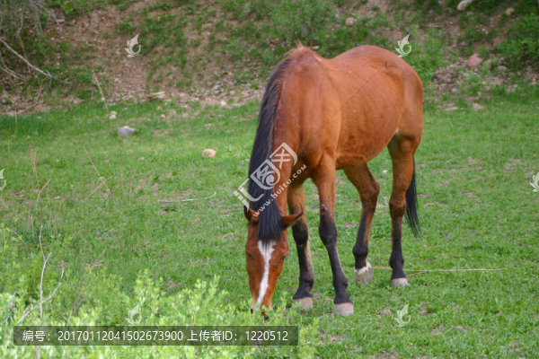棗紅馬（Equus,caballus）放牧