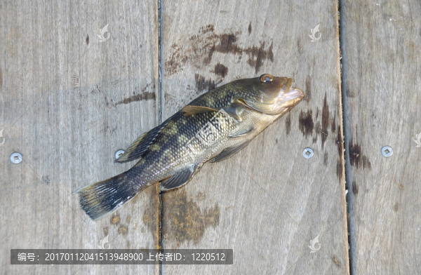 死魚(yú)