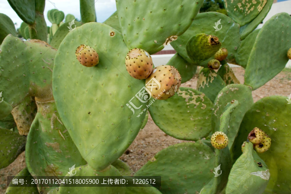 仙人掌-匯圖網(wǎng) www.fosd68.com 仙人掌