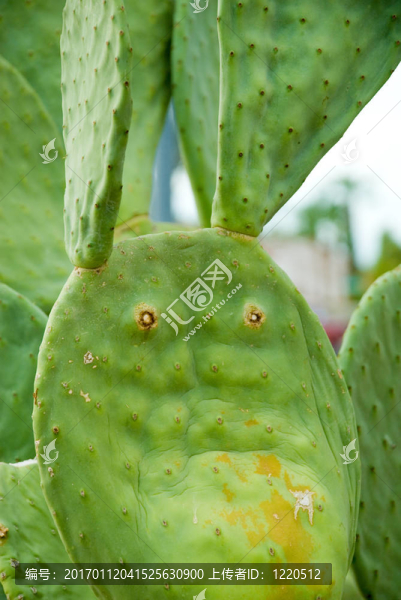 仙人掌