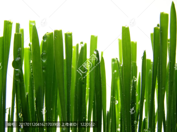 濕草