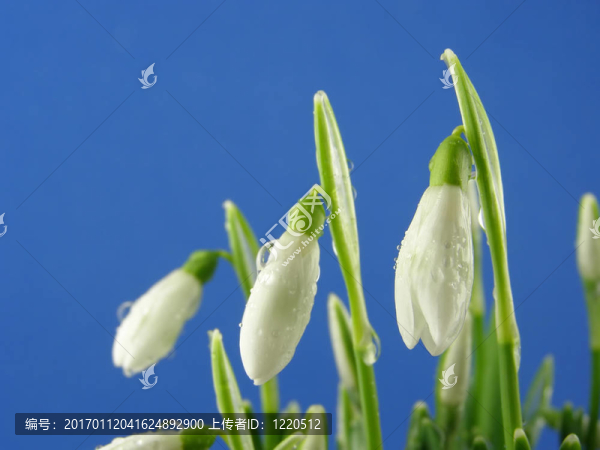 雪花蓮