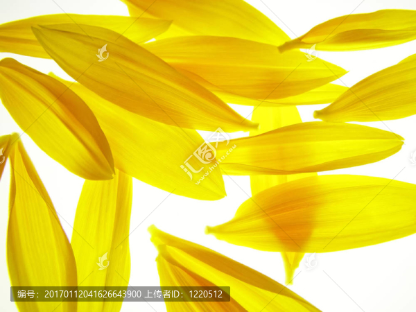 向日葵花瓣-匯圖網(wǎng) www.fosd68.com 向日葵花瓣