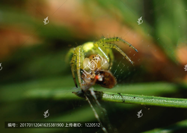 蜘蛛