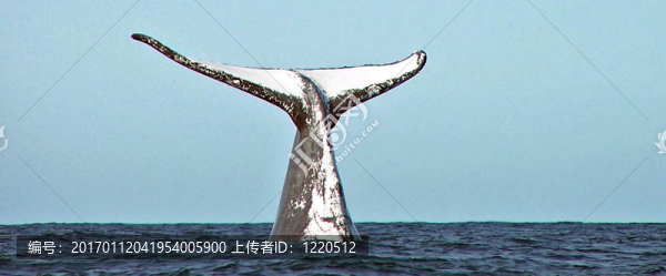 鯨魚的尾巴