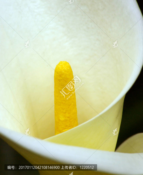 莉莉