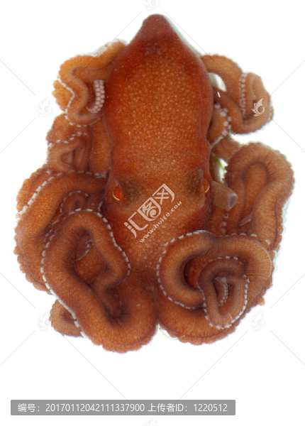 小章魚。