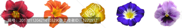 花的彩虹酒吧