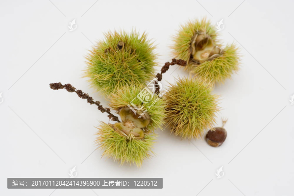 板栗