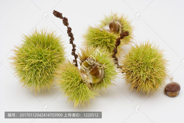 板栗