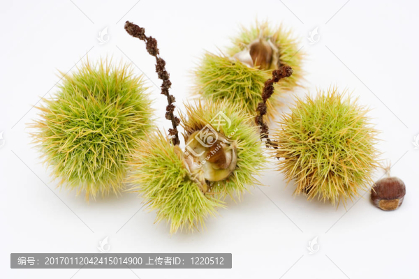 板栗