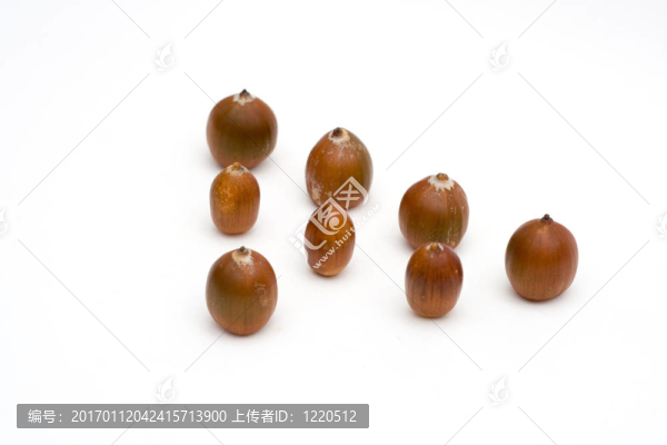 橡子