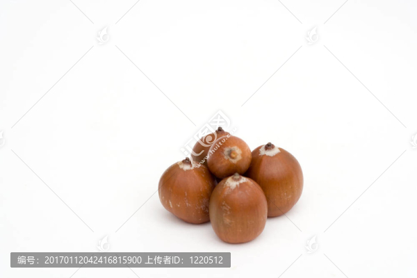 橡子