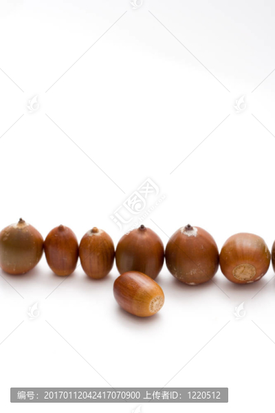 橡子