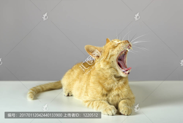 小貓